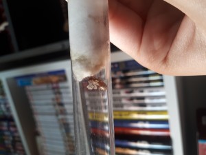 Gyne Lasius emarginatus avec son couvain le 28 août 2023, Mes premières naissances