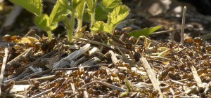 photo du nid prise en mai 2023, juveniles Formica rufa ,