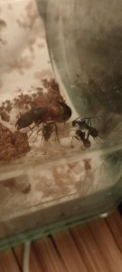 Quelle espèce choisir ? (Avec critères), IMG_20230823_085630.jpg