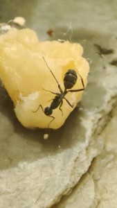 Quelle espèce choisir ? (Avec critères), IMG_20230730_075903.jpg