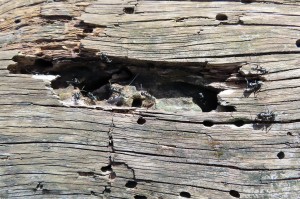 Photo n° 4, [Q/R] Camponotus vagus de Mic