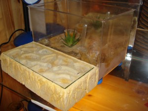 [Blog] Camponotus africaines, sanctus et sp d'Afrique de l'est, DSC06220.JPG