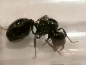 Demande d'identification Messor capitatus ?, IMG_20230916_151819.jpg