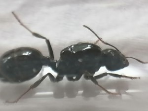 Demande d'identification Messor capitatus ?, toto003.jpg