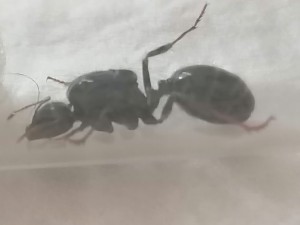 Demande d'identification Messor capitatus ?, toto04.jpg
