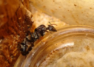 [Blog] Camponotus africaines, sanctus et sp d'Afrique de l'est, DSC06198.JPG