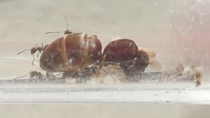 Demande d'identification : Ma gyne Lasius, niger ou emarginatus ?, Photo gyne.jpg