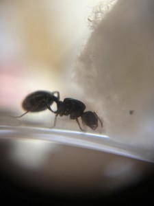 Demande D'identification Gyne Corse, 379663020_254328497582517_1569335986909845124_n.jpg