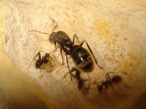 [Blog] Camponotus africaines, sanctus et sp d'Afrique de l'est, DSC06234.JPG
