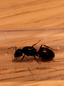 [Camponotus ligniperda] Identification d’une grande gyne dans un massif, dba7f824-2b59-4ca7-8d04-df224e41075f.jpeg