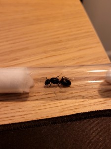[Camponotus ligniperda] Identification d’une grande gyne dans un massif, 87d9a669-d03c-4cfa-abd3-7d22f357cbc6.jpeg