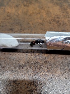[Camponotus ligniperda] Identification d’une grande gyne dans un massif, 50dea796-8ea7-41f5-90d3-42f4e9ad077a.jpeg