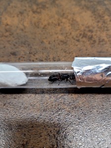 [Camponotus ligniperda] Identification d’une grande gyne dans un massif, 83ffebed-7791-4718-873f-2b0d5ce91158.jpeg
