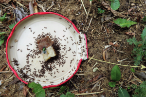 Photo n° 13, Les fourmis de mon jardin.