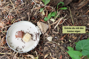 Photo n° 15, Les fourmis de mon jardin.