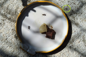 Photo n° 18, Les fourmis de mon jardin.