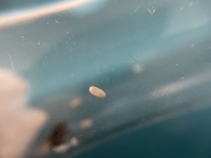 Demandes d'Identification gyne récoltée dans la campagne Lilloise, IMG_9098.JPG
