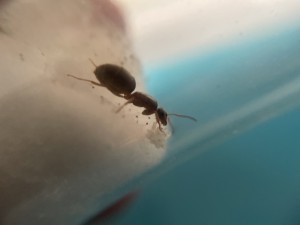 Demandes d'Identification gyne récoltée dans la campagne Lilloise, IMG_9101.JPG