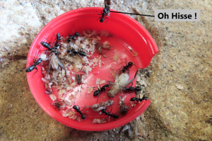 Festin d'Orthoptères pour mes Camponotus vagus., [Blog] Les élevages de l'I-D-É-MYR