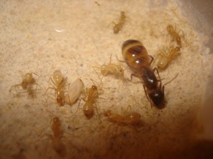 [Blog] Camponotus africaines, sanctus et sp d'Afrique de l'est, DSC06273.JPG