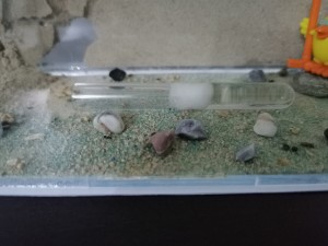 [Q/R] Messor barbarus de Marie Aromat, IMG_20230929_071201.jpg