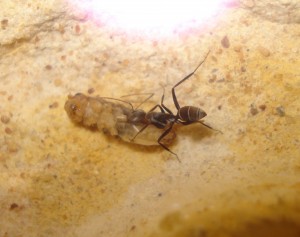 [Blog] Camponotus africaines, sanctus et sp d'Afrique de l'est, DSC06287.JPG