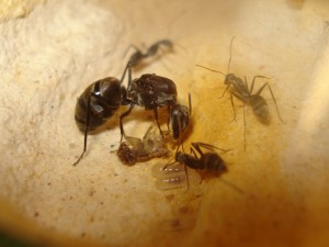[Blog] Camponotus africaines, sanctus et sp d'Afrique de l'est, DSC06296.JPG