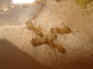 [Blog] Camponotus africaines, sanctus et sp d'Afrique de l'est, DSC06291.JPG