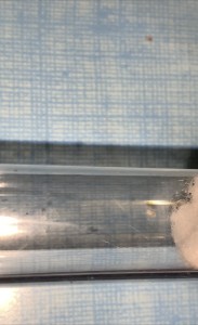 3 L’œuf au fond de l’éprouvette., [Blog] 1 gyne Camponotus fedstchenkoi 2023 (dark morph)
