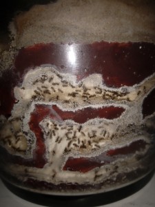 Colonie lasius SP, [Lasius SP] La colonie un an après !