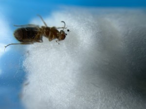 Demandes d'Identification gyne récoltée dans la campagne Lilloise, IMG_9135.jpg