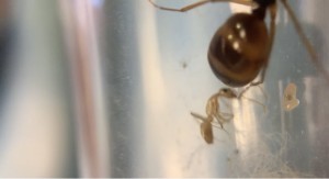 [Blog] 1 gyne Camponotus fedstchenkoi 2023 (dark morph), Capture 2.jpg