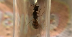 1 La gyne 2, [Blog] 1 gyne Camponotus fedstchenkoi 2023 (dark morph)