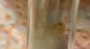 2 Couvain et l’ouvrière, [Blog] 1 gyne Camponotus fedstchenkoi 2023 (dark morph)