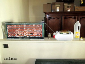 Vue d'ensemble dudit déménagement dans <br />un grand nid en béton cellulaire., [Lasius SP] La colonie un an après !