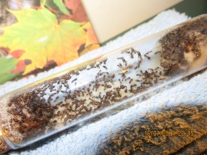 Tube de fondation saturé, hormis <br />les ouvrières fourrageant dans l'ADC., [Lasius SP] La colonie un an après !