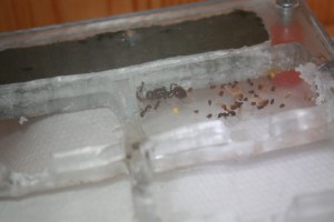 Mon premier nid plexi pour Messor, Img_0821.jpg