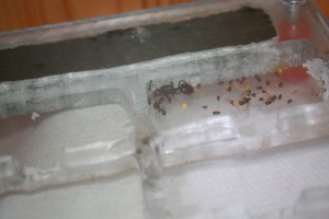 Mon premier nid plexi pour Messor, Img_0822.jpg