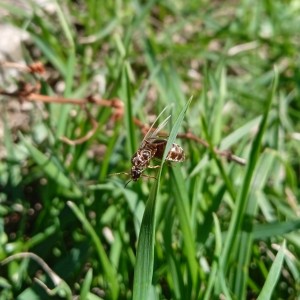 [Blog] Lasius SP noire, la première colonie de Myrmael, IMG_20220724_175352.jpg