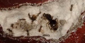 [Blog] Lasius SP noire, la première colonie de Myrmael, IMG_20220820_133507.jpg