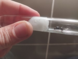Photo 5, Identification gyne trouvée dans le sud-est