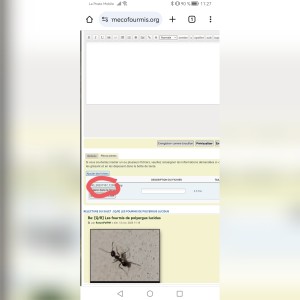[Q/R] Les fourmis de polyergus lucidus, GridArt_20231112_113046245.jpg