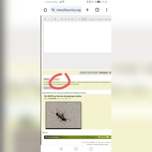 [Q/R] Les fourmis de polyergus lucidus, GridArt_20231112_112949260.jpg