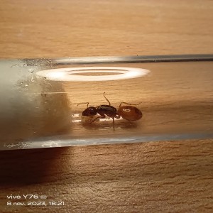 Camponotus fedshenkoi de fourmitien., IMG_20231108_182111.jpg