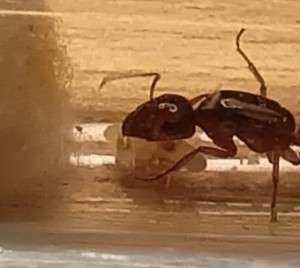 Le couvain., [Blog]Camponotus fedshenkoi de fourmitien.
