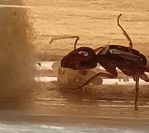 Le couvain., Camponotus fedshenkoi de fourmitien.