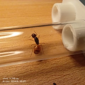 [Blog]Camponotus fedshenkoi de fourmitien., IMG_20231108_182105.jpg