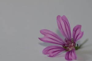 Fleur de Malva sylvestris, 