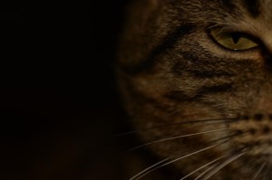 Cookie (F.), De la macro pour "débutant" avec un Nikon D90 ?