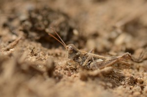 Dociostaurus jagoi, De la macro pour "débutant" avec un Nikon D90 ?